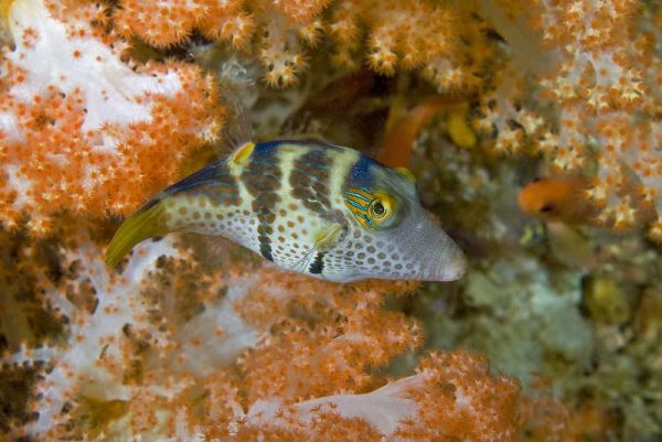 Indonesia, Papua, Raja Ampat Pufferfish